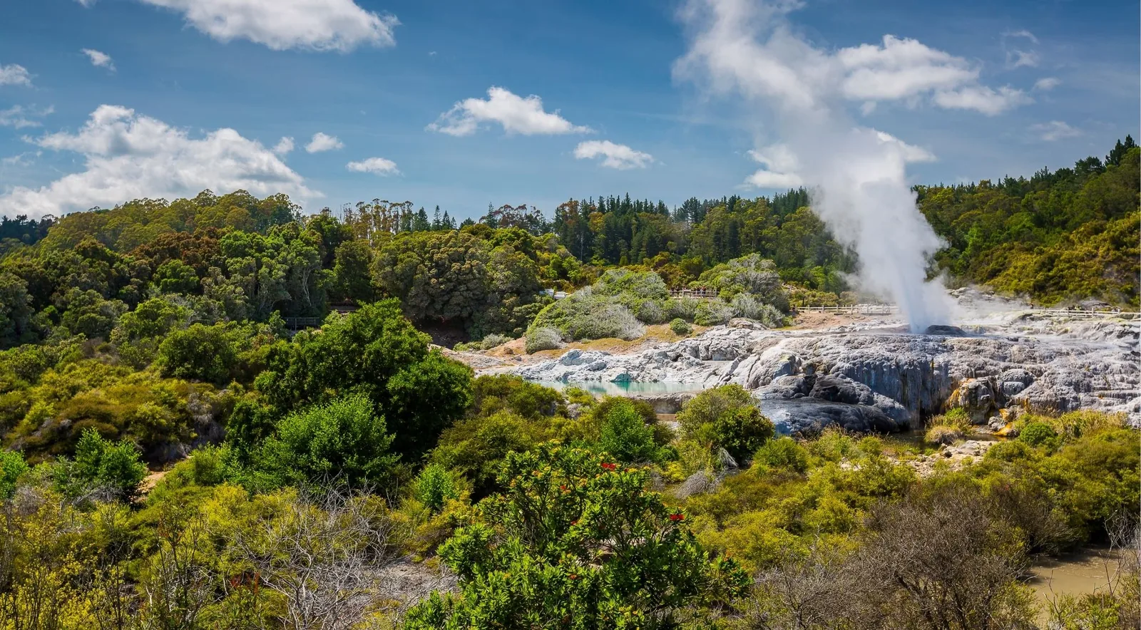 The Pohutu Geyser erupting over silica terraces at Te Puia in Rotorua